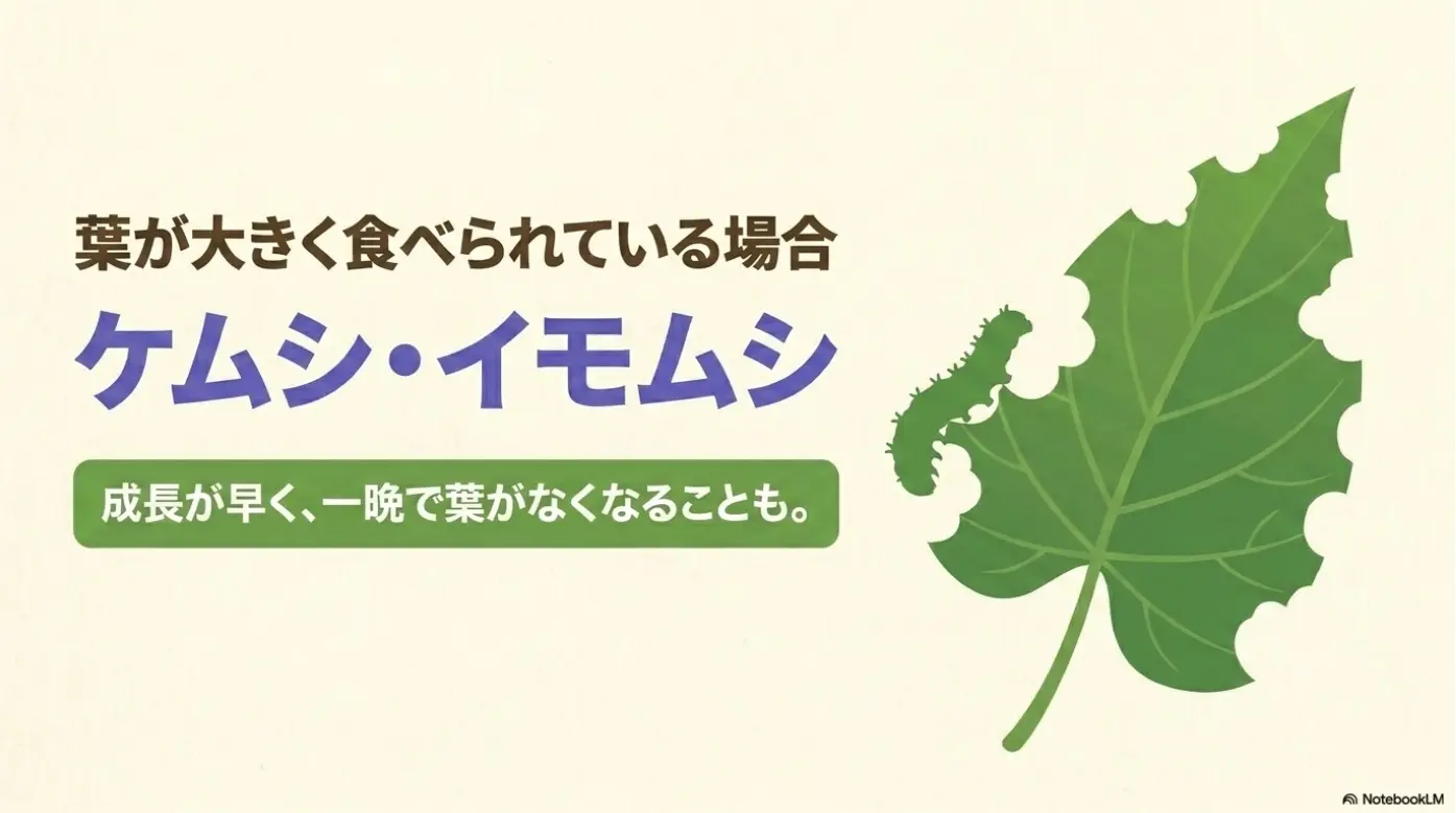 ケムシやイモムシが朝顔の葉を大きく食べ、一晩で葉がなくなることもある激しい食害のイメージ。