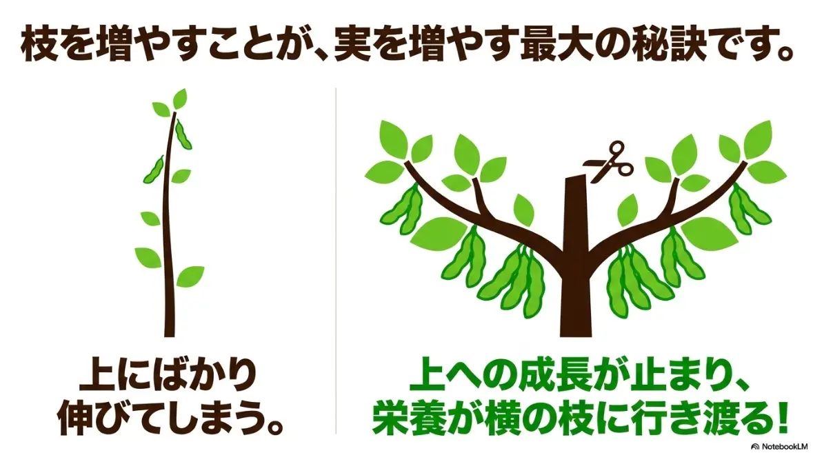 摘芯により上への成長が止まり、横の枝に栄養が行き渡る仕組み