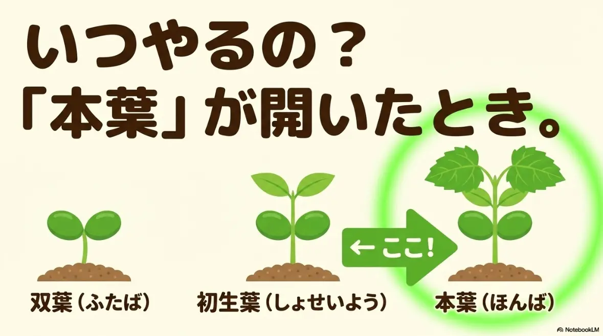 枝豆の間引きのタイミング：双葉、初生葉の次に出る「本葉」が開いたとき