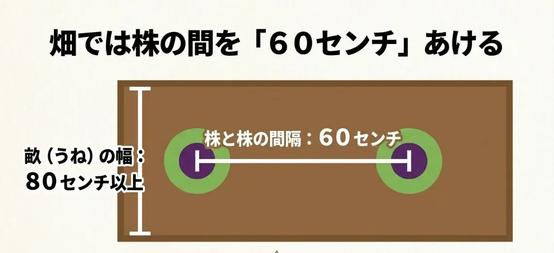 畑では株の間を60センチあける