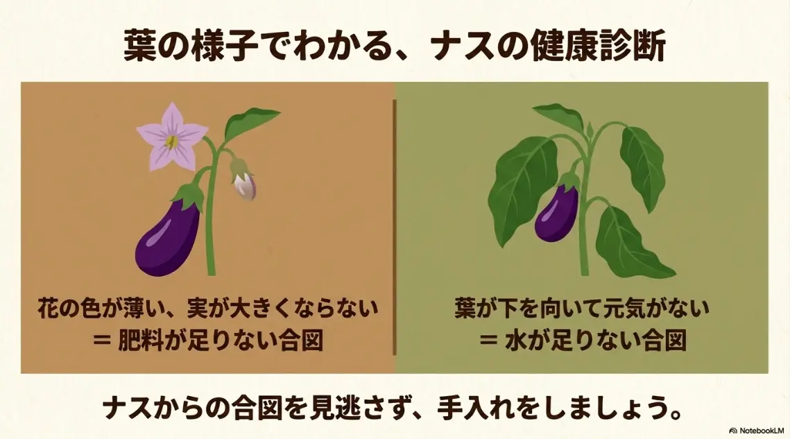 花の色や葉の様子でわかるナスの健康診断