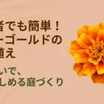 初心者でも簡単なマリーゴールドの寄せ植えガイドの表紙