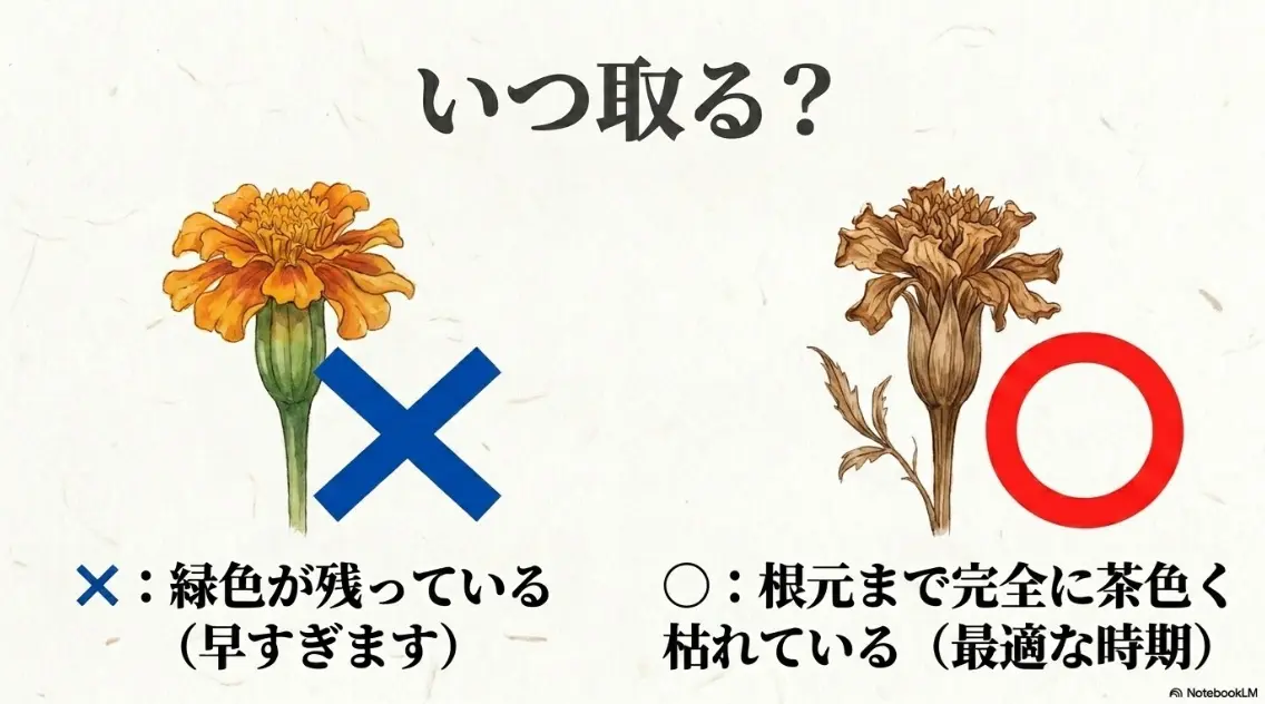 根元まで茶色く枯れた状態が最適な種取り時期であることを示すスライド