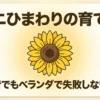 ミニひまわりの育て方と初心者でもベランダで失敗しない秘訣のタイトル画像