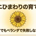 ミニひまわりの育て方と初心者でもベランダで失敗しない秘訣のタイトル画像