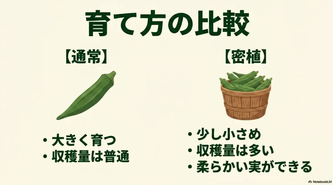 通常栽培（大きく育ち収穫量普通）と密植栽培（少し小さめ、収穫量が多くて柔らかい実ができる）の特徴を比較したスライド画像。