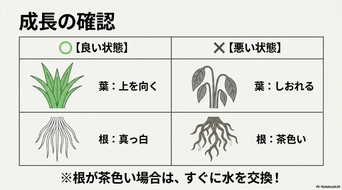 オクラの成長確認のポイント（健康な根は真っ白、根腐れは茶色）