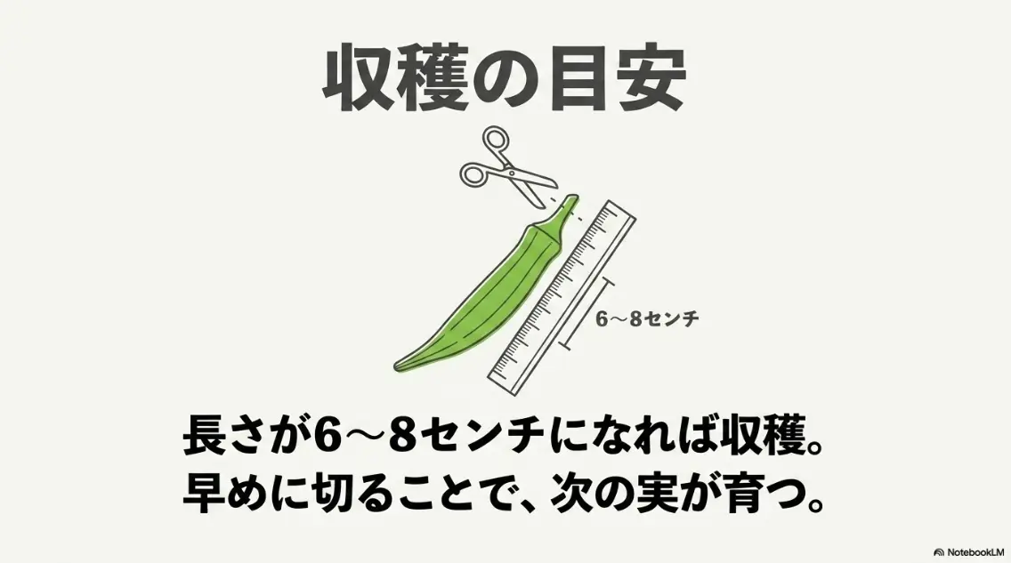 オクラの収穫の目安は長さ6〜8センチ（早めに切って次の実を育てる）