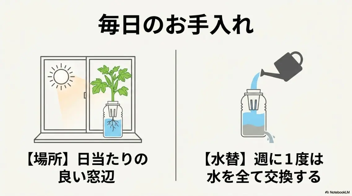オクラ水耕栽培の毎日のお手入れ（日当たりの良い窓辺、週に1度の水交換）