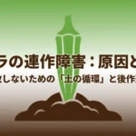 オクラの連作障害の原因と対策ガイ