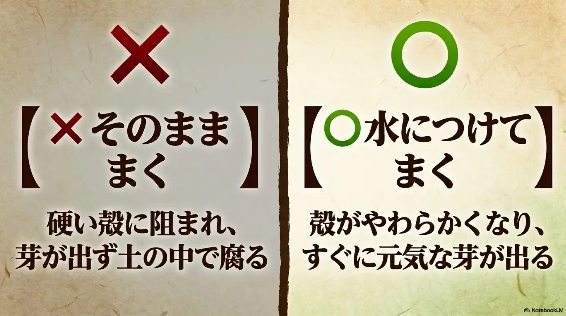 そのまままくと芽が出ず腐るが、水につけるとすぐに元気な芽が出る