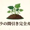 オクラの間引き、植え替え、密植栽培について解説する「オクラの間引き完全ガイド」の表紙スライド画像。