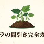 オクラの間引き、植え替え、密植栽培について解説する「オクラの間引き完全ガイド」の表紙スライド画像。
