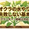 オクラの水やり 失敗しない基本 プランター・地植え対応