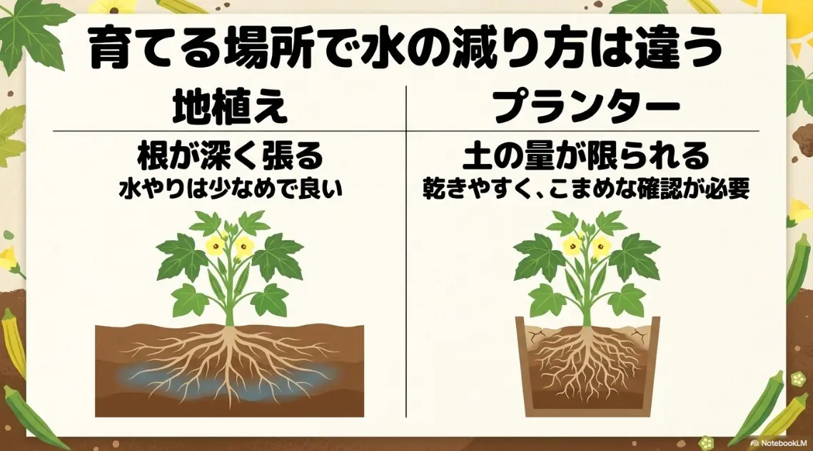 プランターと地植えにおけるオクラの土の乾き方の違い