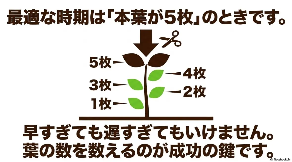 枝豆の摘芯の最適な時期は本葉が5枚のとき。早すぎても遅すぎてもいけない
