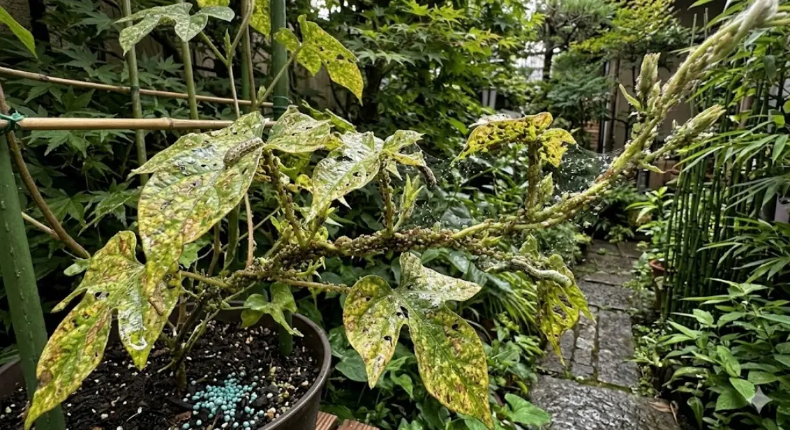 朝顔に虫が大量発生する原因とは？