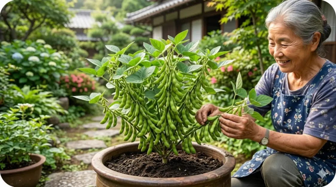 伝統的な日本庭園で、たくさんの実をつけた元気な枝豆の株を嬉しそうに世話する笑顔の日本人女性。摘芯による収量増加の成果を示す様子。