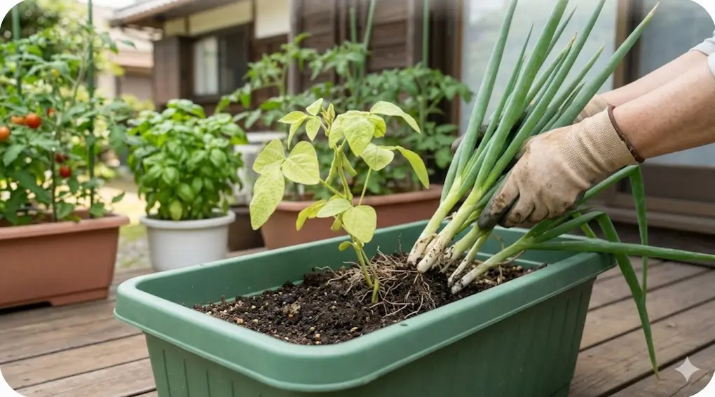 ネギなど混植を避けるべきNG野菜