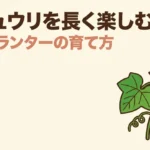 秋キュウリを長く楽しむ秘訣と育て方