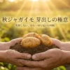 秋ジャガイモ芽出しの極意と切る・切らないの判断