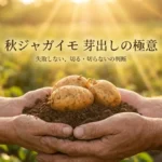 秋ジャガイモ芽出しの極意と切る・切らないの判断