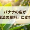 生ゴミとして捨てるバナナの皮が植物を育てる魔法の肥料に変わる
