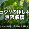 キュウリの挿し木で無限収穫を実現する栽培方法の解説