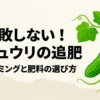 キュウリの追肥タイミングと肥料の選び方を紹介するスライドの表紙