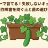 プランターで育てる失敗しないキュウリ栽培。連作障害を防ぐ土と苗の選び方