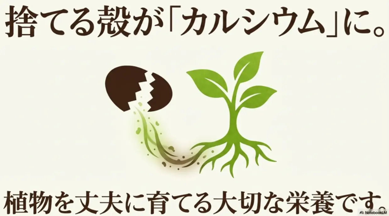 捨てる殻がカルシウムに。植物を丈夫に育てる大切な栄養です。