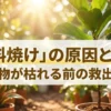 肥料焼けの原因と対策、枯れる前の救出法