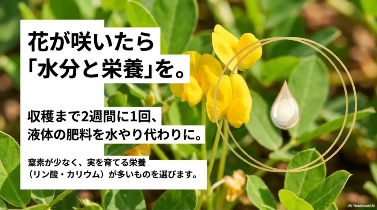 開花期の水分と液体肥料の重要性を示すスライド