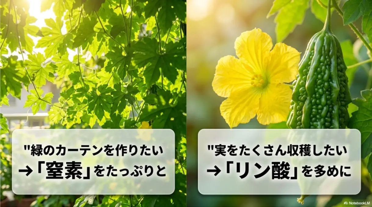 緑のカーテンには窒素、実の収穫にはリン酸を多めに与える