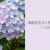 紫陽花をたくさん咲かせる三つの鉄則