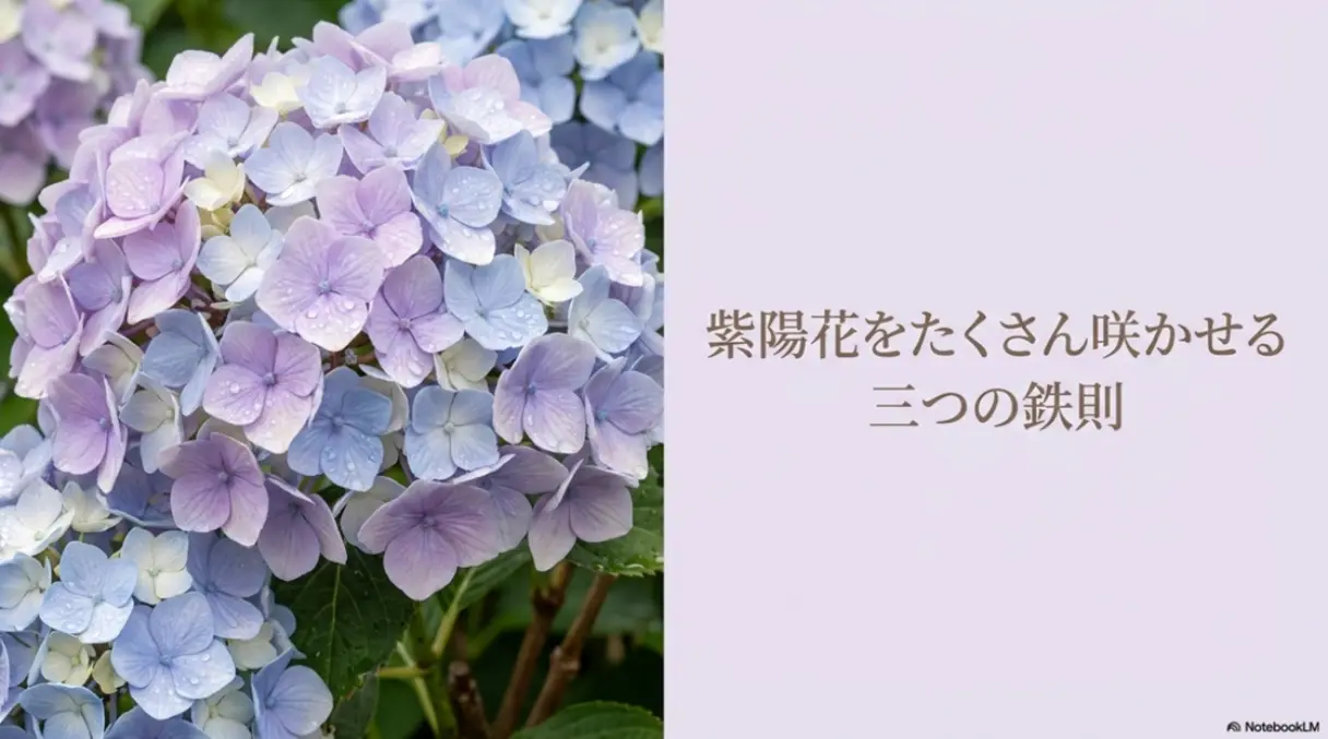 紫陽花をたくさん咲かせる三つの鉄則