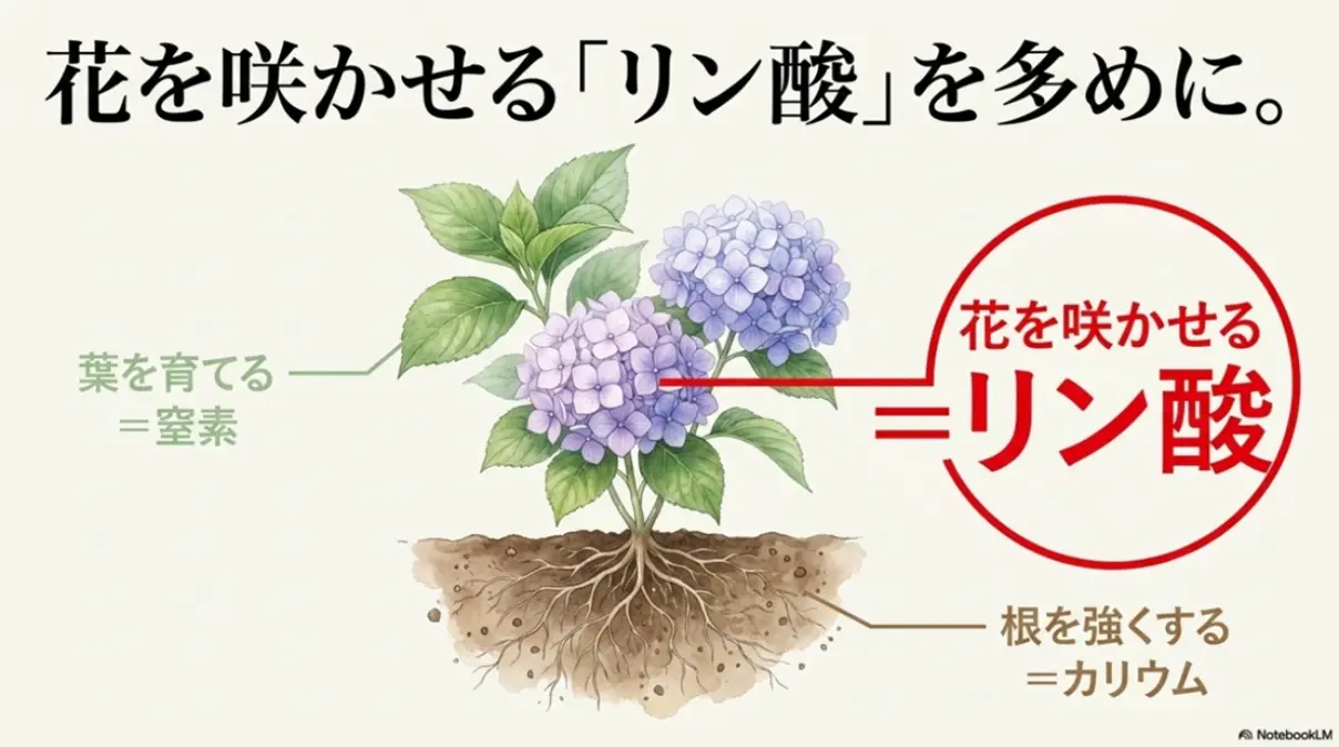 花を咲かせるリン酸を多めに。葉を育てる窒素、根を強くするカリウム