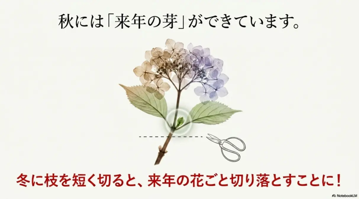 秋には来年の芽ができているため、冬に枝を短く切ると来年の花ごと切り落とすことに