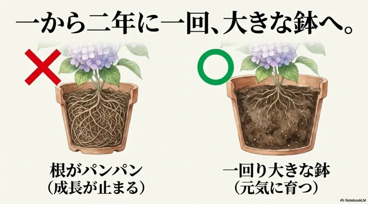 一から二年に一回、大きな鉢へ植え替え。根がパンパンだと成長が止まる