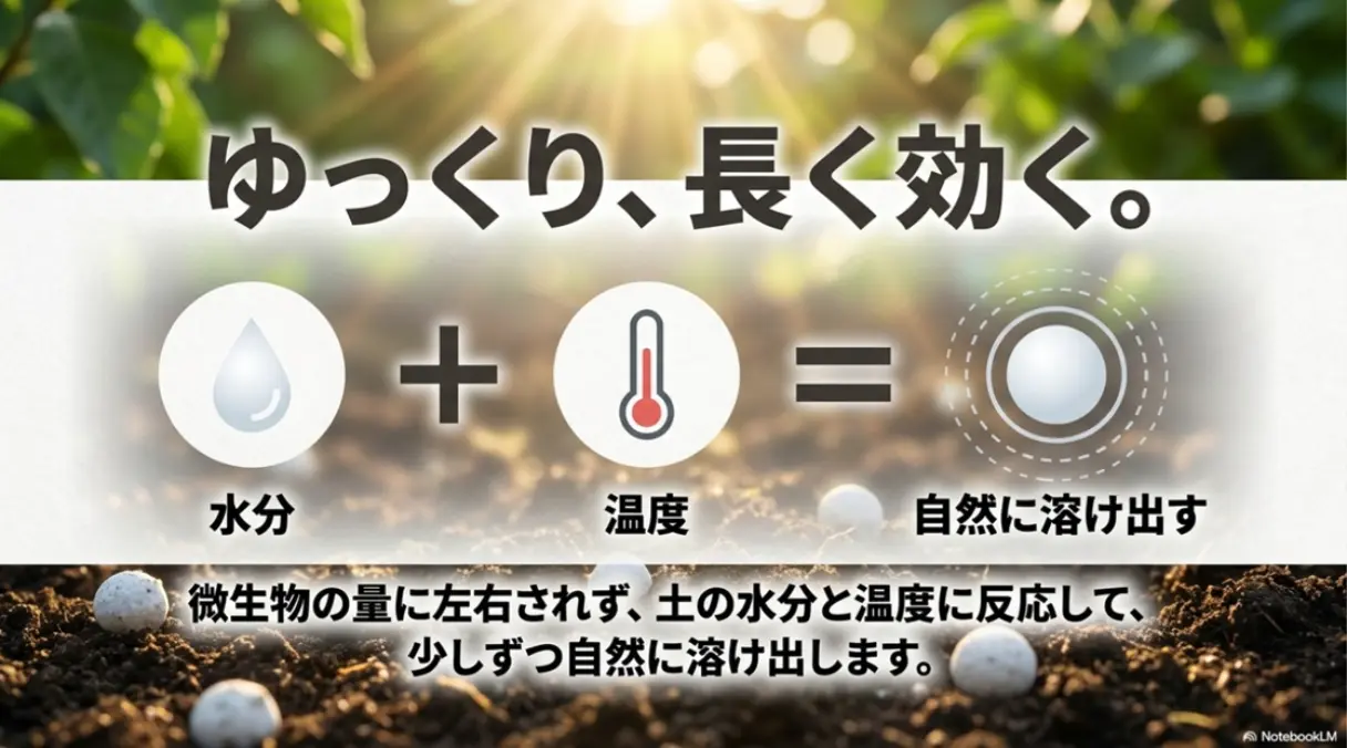 IB化成肥料は水分と温度で自然に溶け出すためゆっくり長く効く