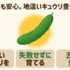 初心者でも安心な地這いキュウリ栽培の5つの鉄則まとめ