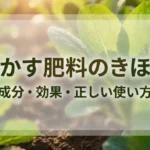 油かす肥料の基本と成分・効果・正しい使い方