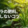 オクラの肥料選びと追肥の失敗しないコツをまとめた表紙スライド画像