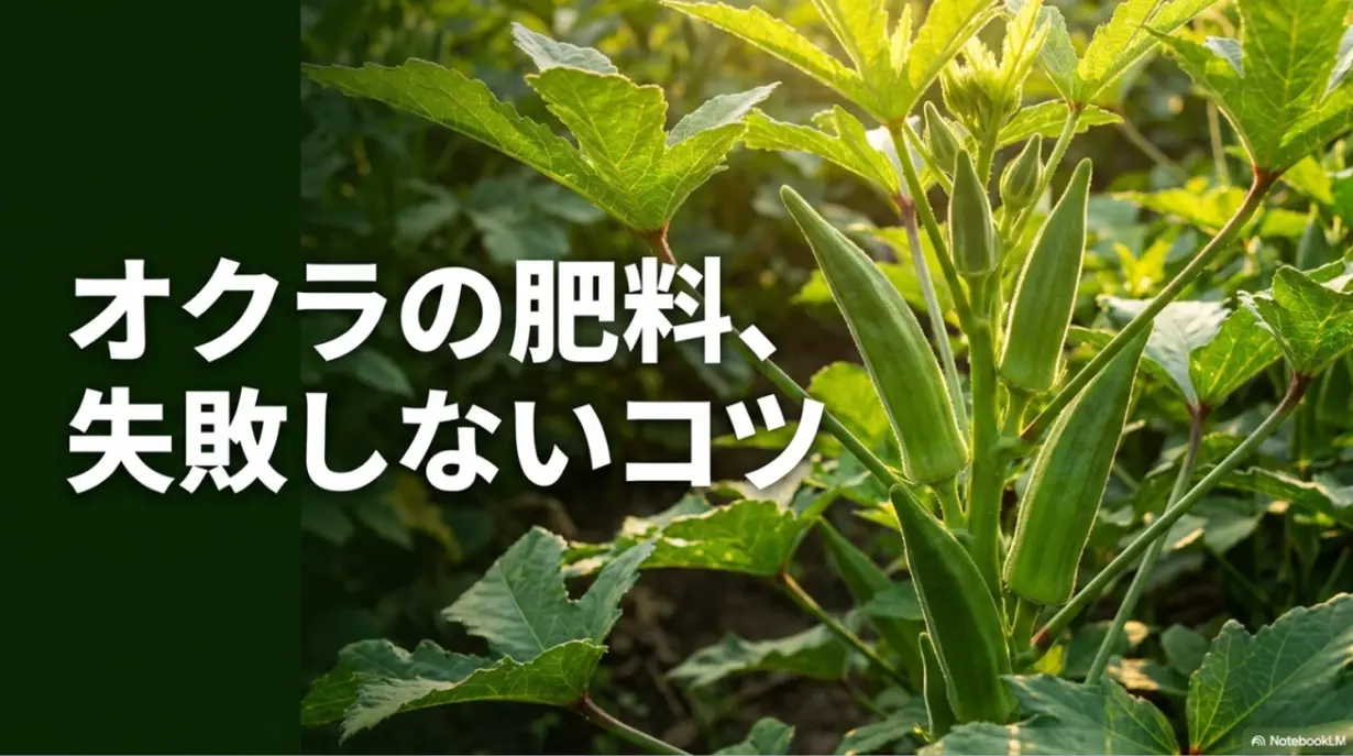 オクラの肥料選びと追肥の失敗しないコツをまとめた表紙スライド画像