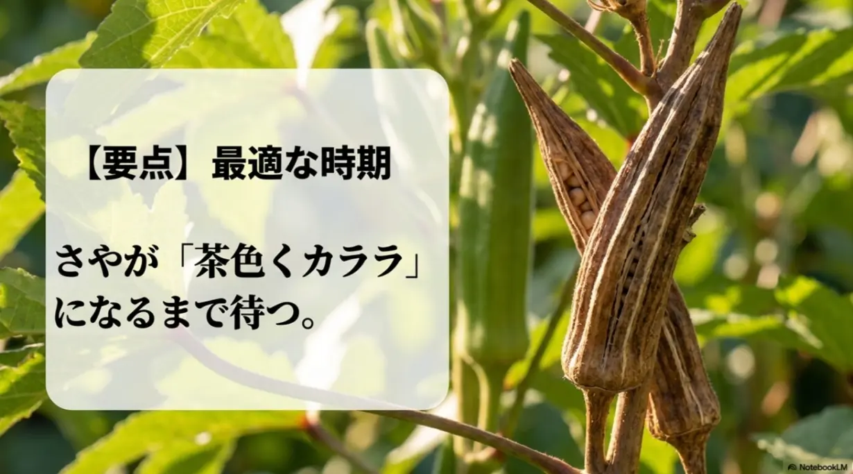 オクラの種取りの最適な時期はさやが茶色くカラカラになるまで待つ