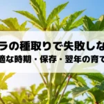 オクラの種取りで失敗しないための最適な時期・保存・翌年の育て方