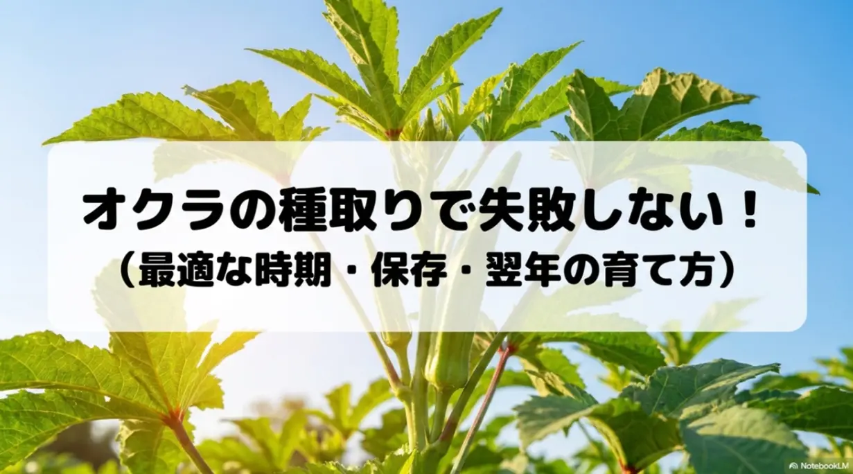 オクラの種取りで失敗しないための最適な時期・保存・翌年の育て方