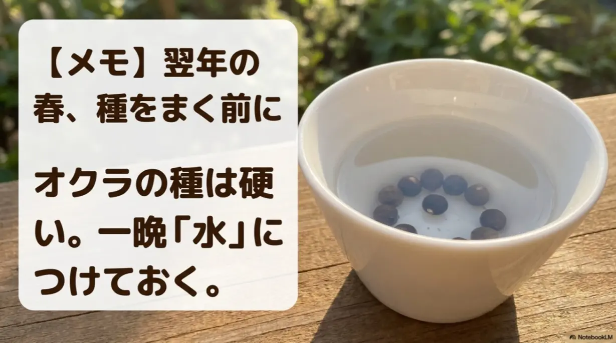 翌年の春、硬いオクラの種をまく前に一晩水につけておく