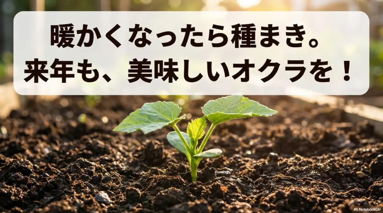 暖かくなったらオクラの種まきをして来年も美味しいオクラを育てる