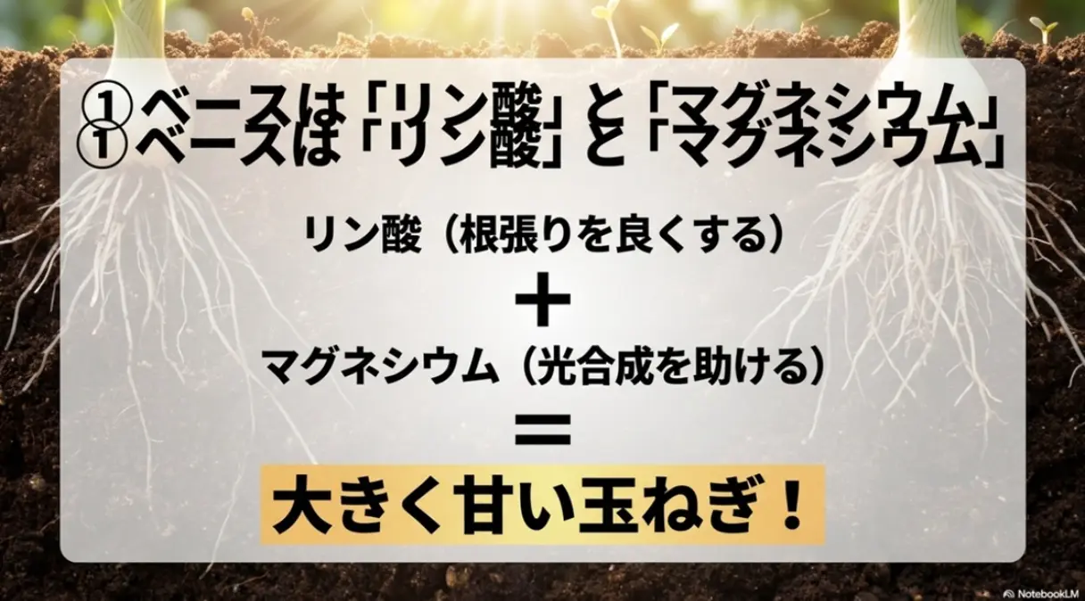 鉄則1。ベースは「リン酸」プラス「マグネシウム」。リン酸で根張りを良くし、マグネシウムで光合成を助けることで、大きく甘い玉ねぎになることを図解したスライド